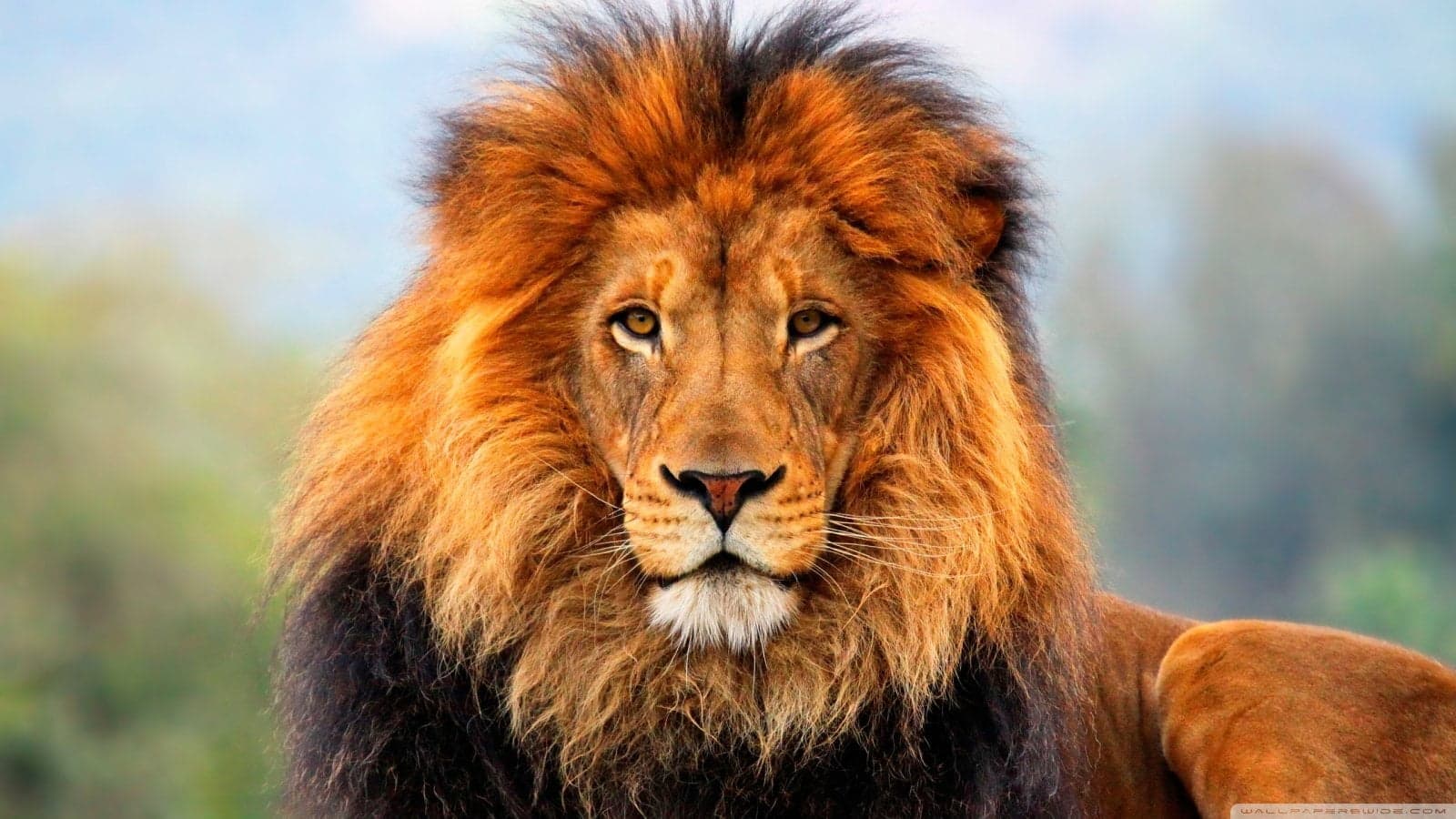 lion-03